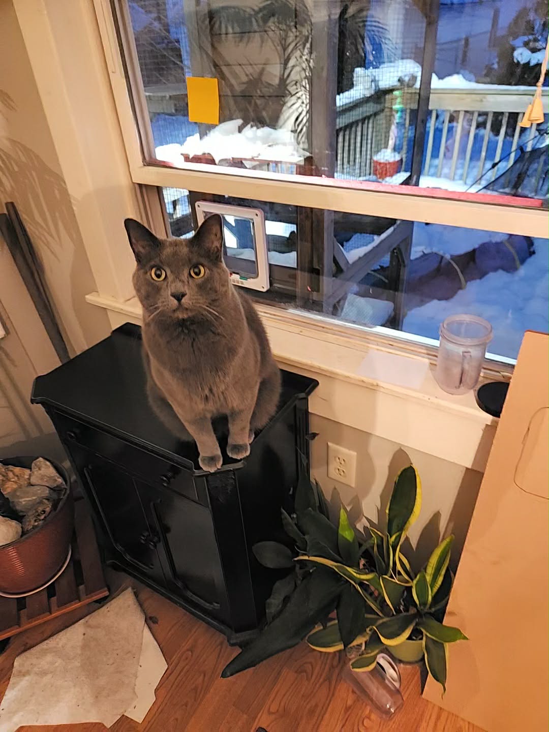 Laser-Cutting, Neighborhood Kindness, and One Very Happy Cat